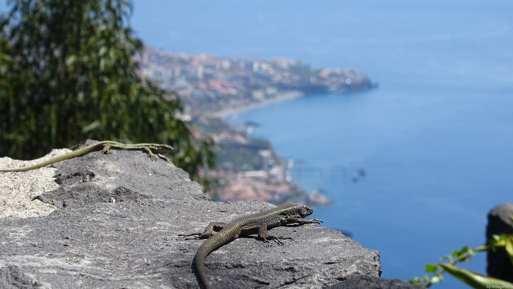 vue de Funchal depuis le Cabo Girao