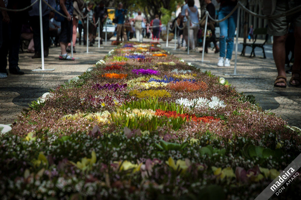 Les décors incroyables des parre-terre de fleurs à Funchal