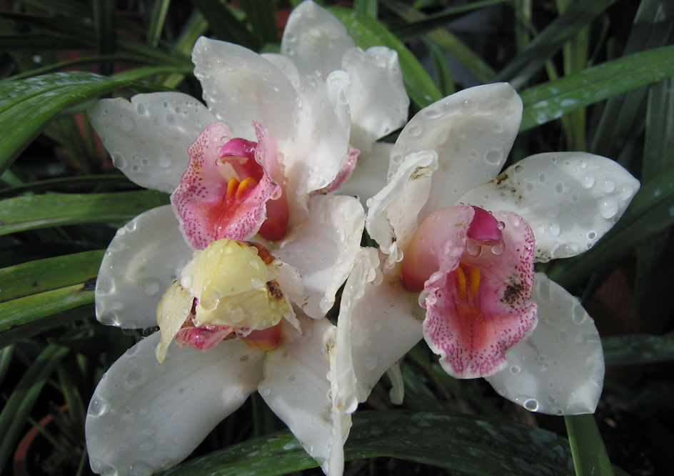 Fleur d'orchidée mouillée à Madère