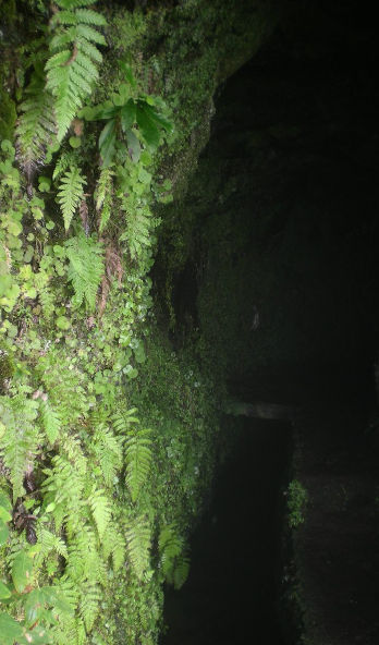 Entrée tunnel Caldeira Verde, mur de fougères