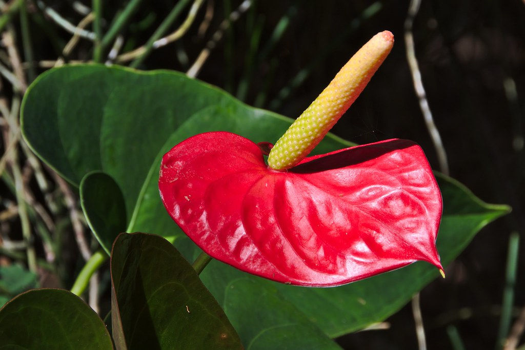 fleur rouge anthurium