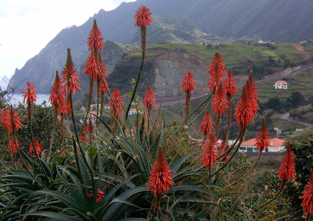 fleurs rouges aloes Vera Madere, sur les hauteurs