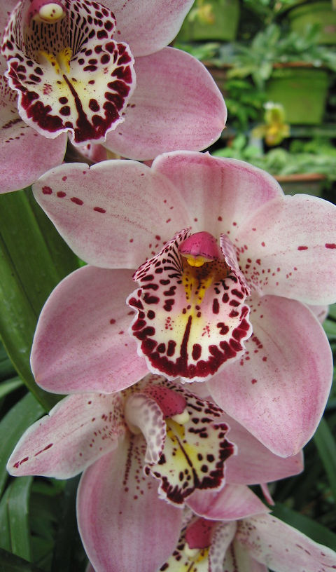 Fleur d'orchidée, jardin à Madère