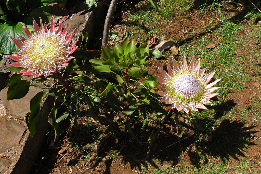 Fleur proteas - Madère