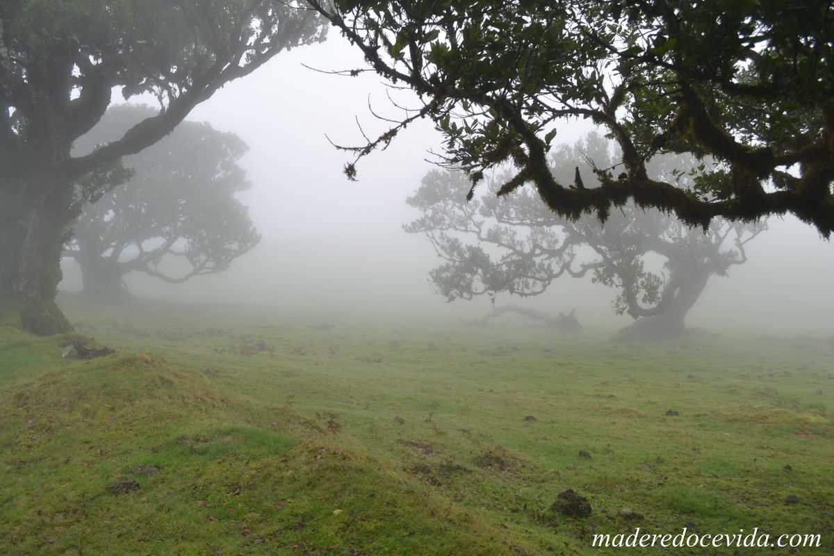 La forêt de Fanal en plein brouillard