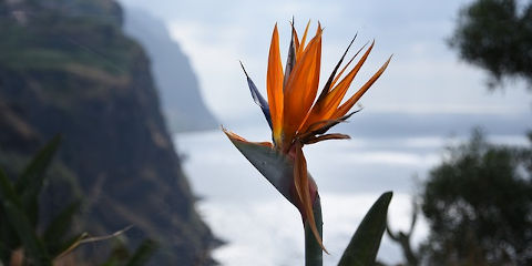 Les fleurs typiques de l'île