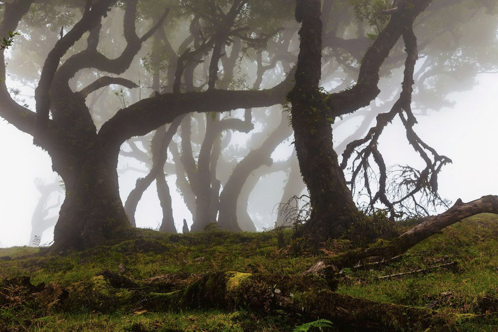 La foret de Madère : une forêt aux alures mystiques